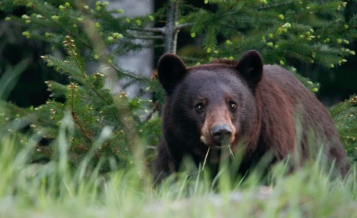 In Alaska, a bear sitting inside the outhouse toilet bites a woman's butt