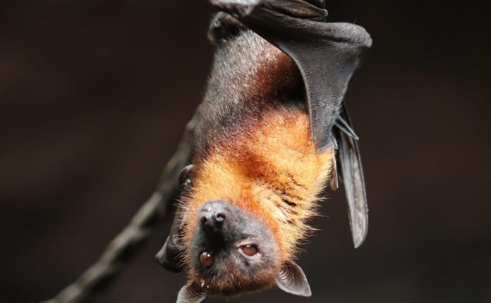 New virus traced in bats in Thailand show 91.5% genetic resemblance to COVID-19
