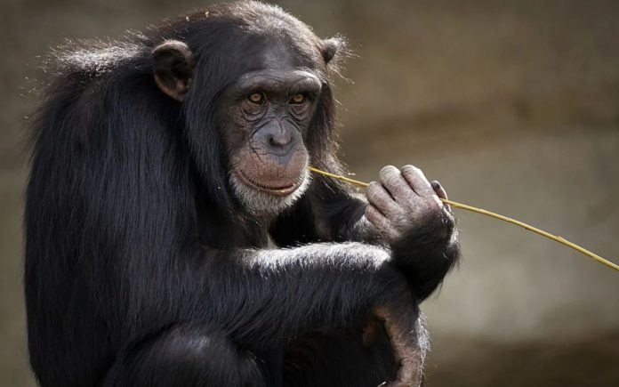 Scientists find a 100% lethal bacteria in chimpanzees that could be transmitted to humans