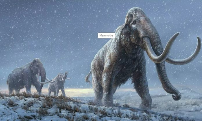 Siberian mammoth teeth are found to house the world's oldest DNA