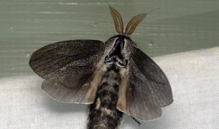 The moth man? An Australian family bumps into a creepy creature