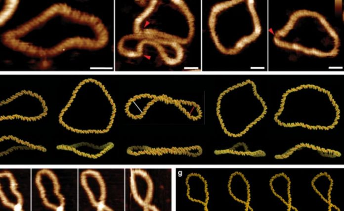 What a breakthrough! Scientists capture the world's highest-resolution images of 'Dancing DNA'
