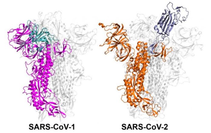 Coronavirus versus SARS: Why SARS-CoV-2 is more infectious?