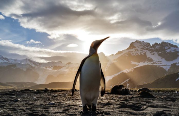 A gentoo penguin escapes a group of chasing killer whales in Antarctica - filmed