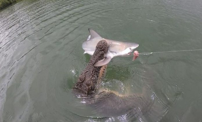 A huge crocodile steals a shark from fishermen