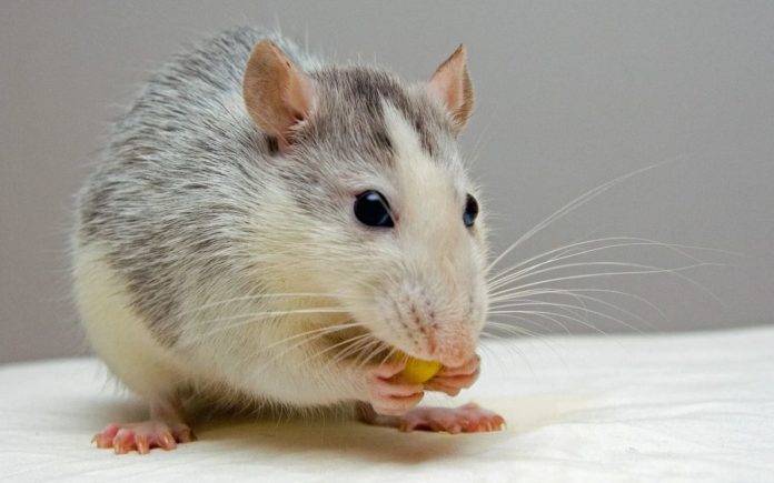 Confinement turns London into a haven for rats
