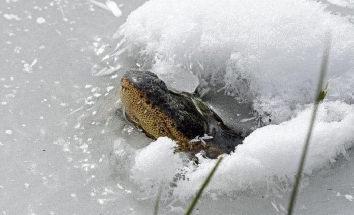 Reptile ice cream: some alligators dive into a frozen lake