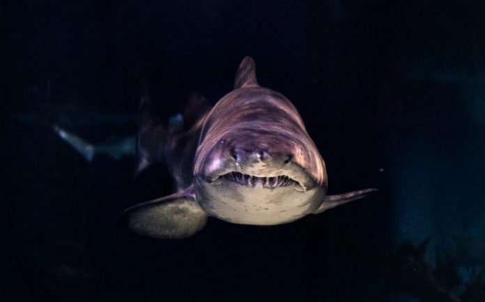 Shine in the dark the world's largest bioluminescent shark identified