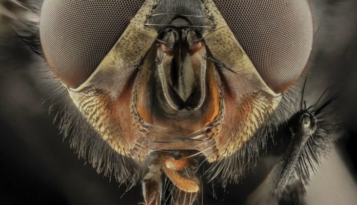 This is what a fly that lived 47 million years ago ate