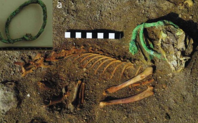 World's oldest pet cemetery found in Egypt