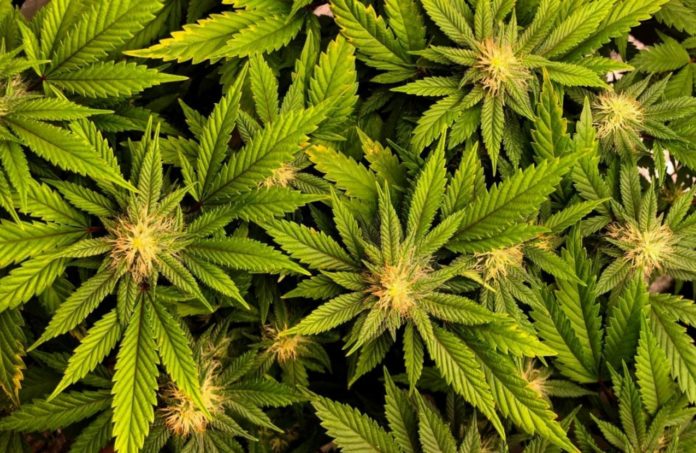 Cannabis Side effects: New Study Suggests it can increase the risk of death in patients with arrhythmia