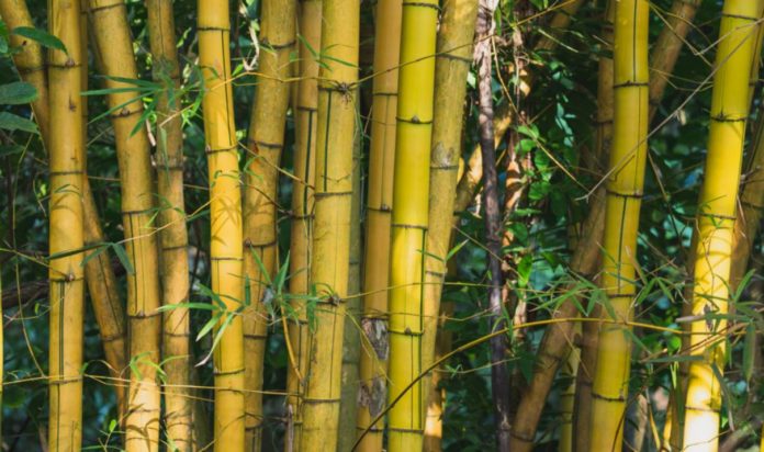 Experts warn: Trendy bamboo could become next Japanese knotweed