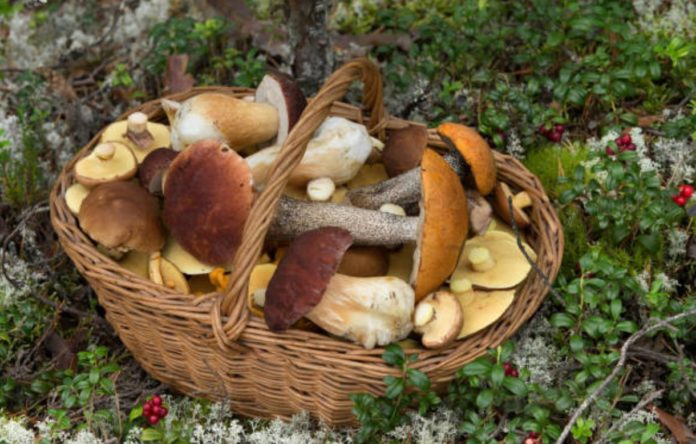 Magic mushroom-based medicines 'twice as effective as the best antidepressants' - study
