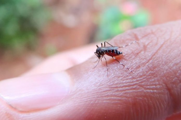 Malaria: a vaccine against the disease that kills more than 400,000 people a year