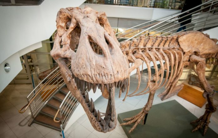 More than 2.5 billion T Rex lived and died during the reign of the King of the Dinosaurs - experts