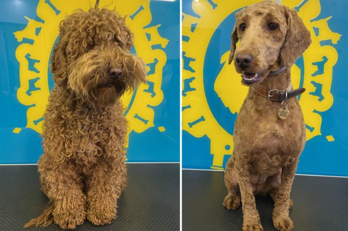 Poodles, Labradoodles, Spaniels, and Pomeranian line up at dog groomers to have a hair cut after winter lockdown in the UK | Photos