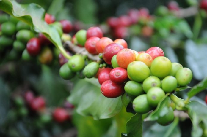 Researchers unearth the world's best coffee bean