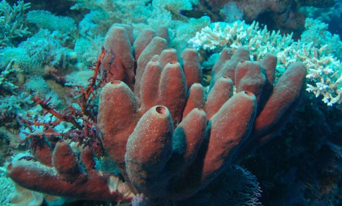 Sea sponges: the unexpected relative of humans