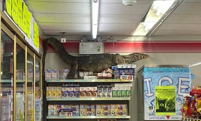 Video: Hungry giant lizard sneaks into supermarket, sends staff and customers into hiding