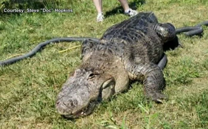 A fat alligator with arthritis that managed to escape from the zoo found in the swampy wooded area