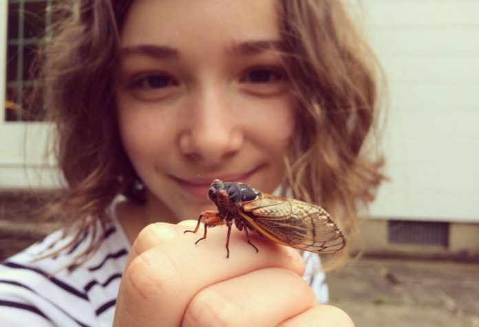After 17 years living underground, great cicada insects are to invade the US
