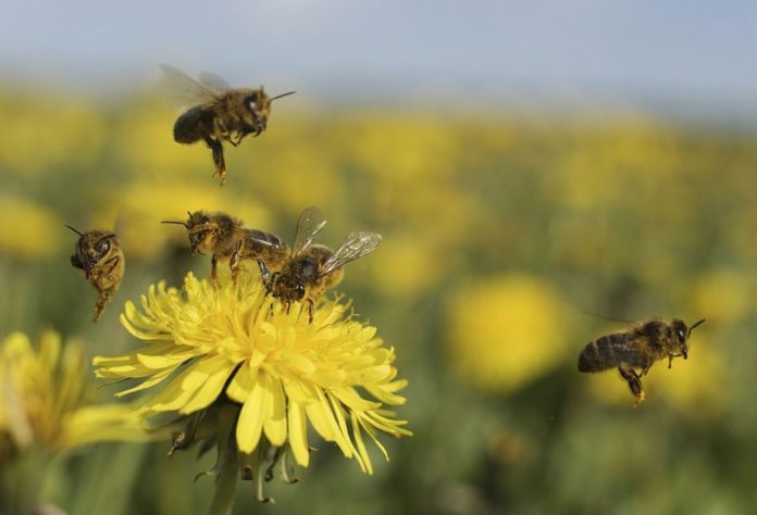 Bees can also smell coronavirus - how and why?
