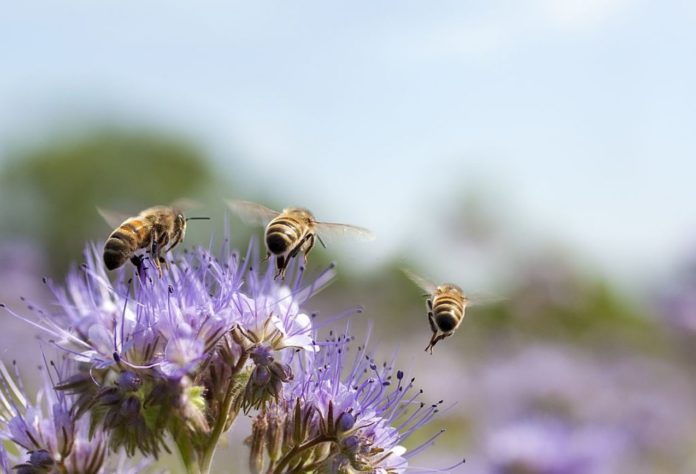 Bees can help recognize people infected with Covid-19 in a matter of minutes, say scientists