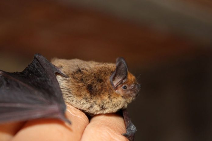 Humans may develop supernatural bat-like echolocation sensing abilities, Says Study