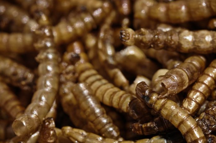 Mealworm as a new food: what it is for, its properties and possible risks