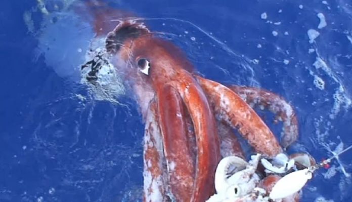 Researchers Uncover Best Way to Lure Real-Life 'Kraken' Into Spotlight