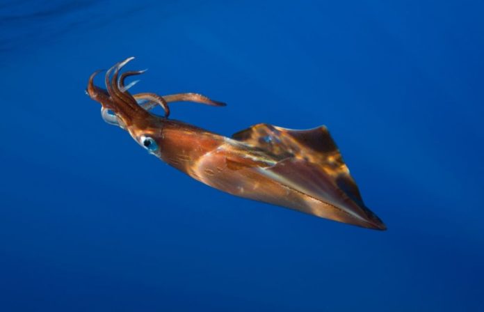 Scientists film Giant squid hunting in the depths of the ocean for the first time