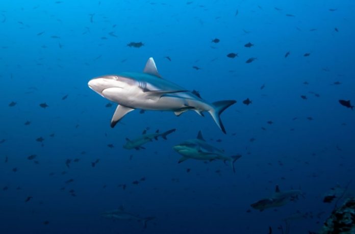 Sharks use Earth's magnetic field as a 'GPS' to navigate - Study