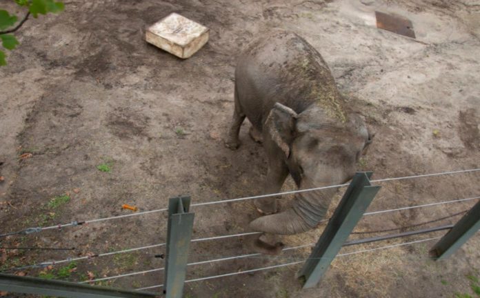 The elephant files a lawsuit in the New York Court of Appeals against the zoo due to captivity