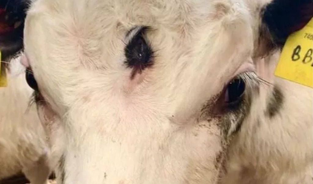 Three-eyed Calf With Rare Genetic Deformity Spotted at Welsh farm