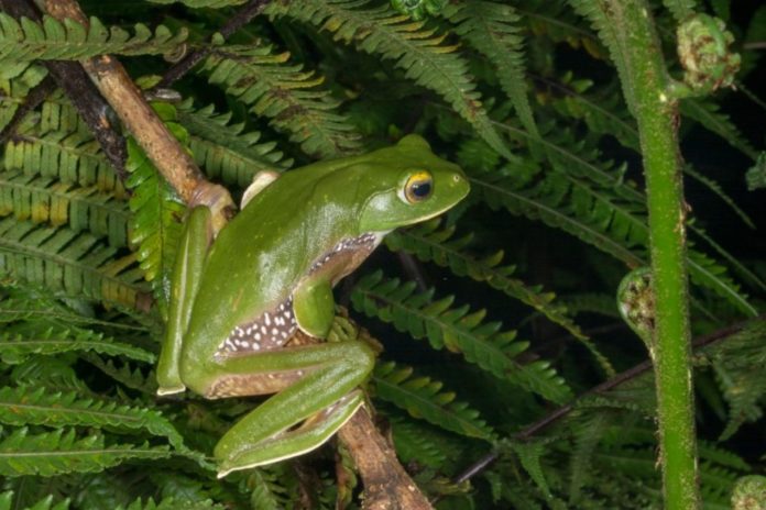 A man hospitalized after eating five live frogs 'to get stronger'
