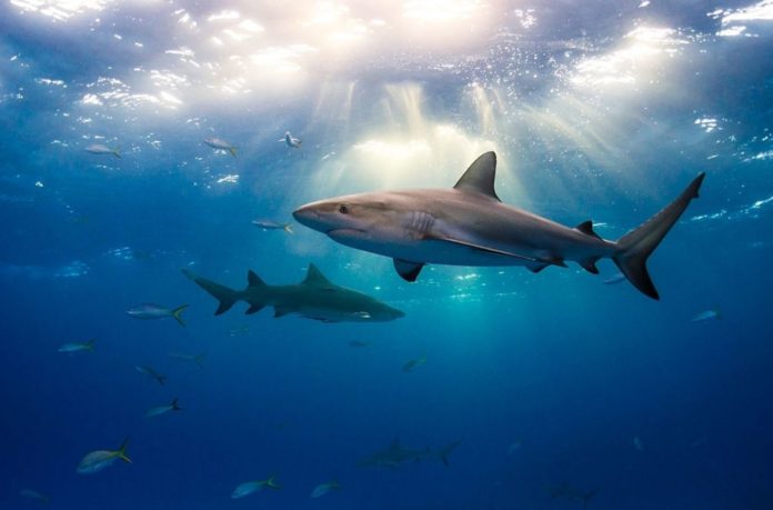 A mystery that wiped out 90% of sharks puzzles scientists