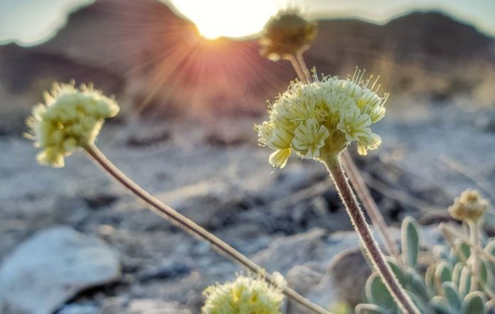 A rare flower threatens a lithium mine in the US - is it possible?
