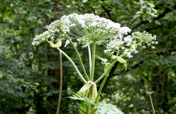 Invasive Giant Hogweed left two schoolboys blistered and burned