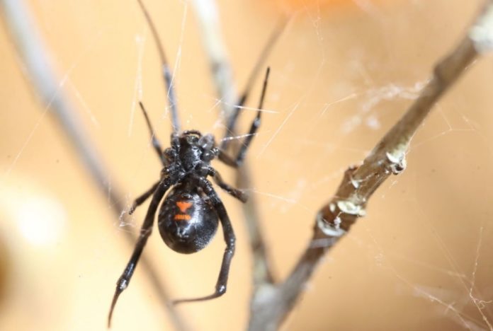 Spiders hunt and even kill snakes - with great success