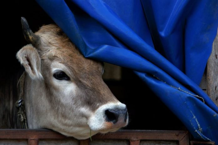 Study finds Hypoglycin A in cow’s milk - poison that was behind the sudden death of several hundred children in India