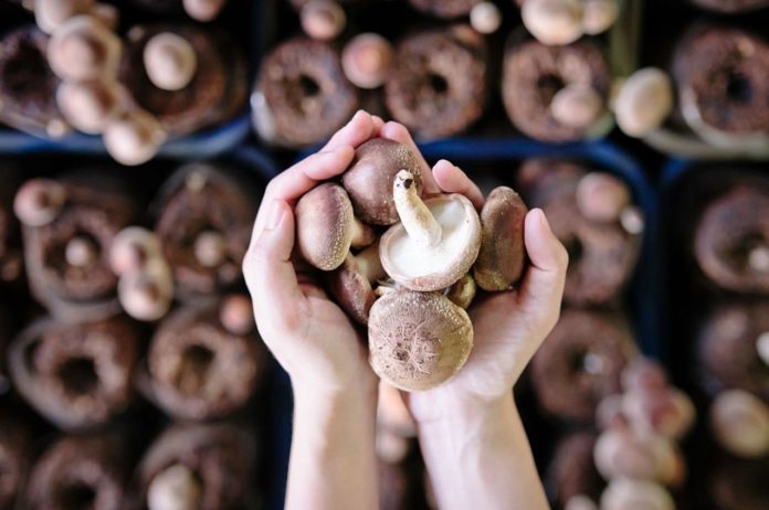 The reason to add two mushrooms to your daily diet