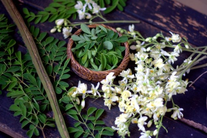 These are the contraindications of consuming moringa, according to experts