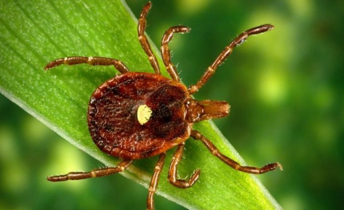 This tick will make you a vegetarian against your will