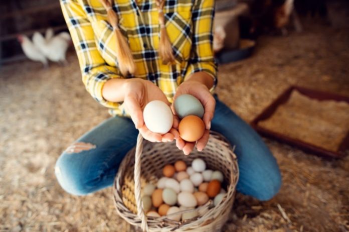 White or brown eggs: what color really says - and what it means for you