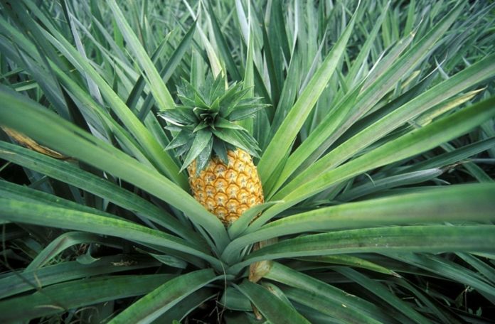 A major side effect of eating pineapple