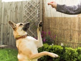 New study shows dogs can detect deception
