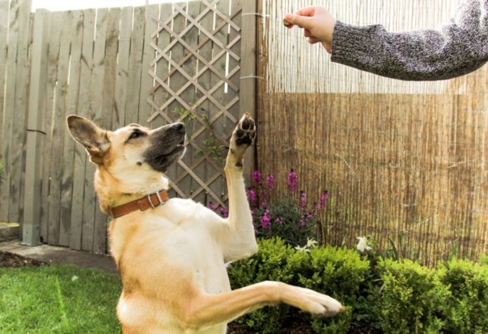 New study shows dogs can detect deception