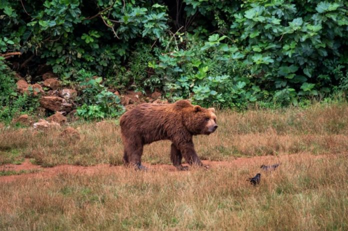 Passionate camper dragged from tent and killed by grizzly bear in Montana