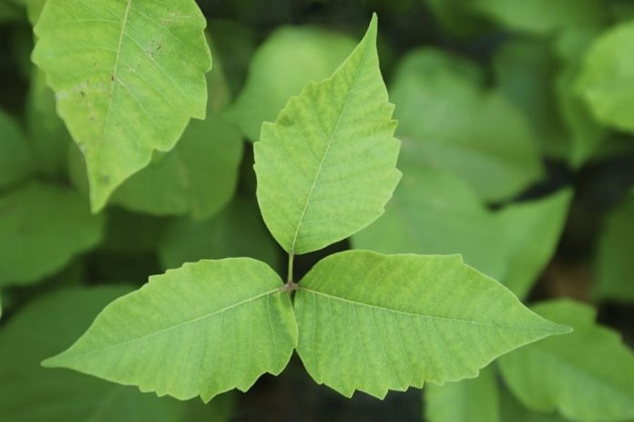 Poison Ivy: This is how your body reacts when you touch this plant