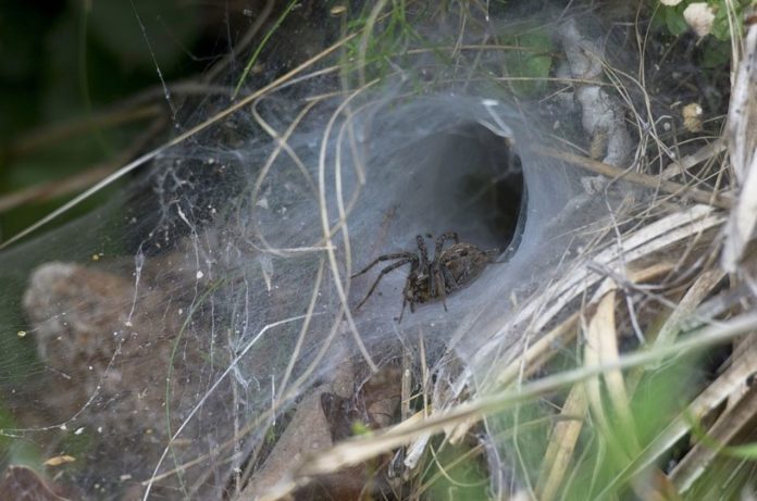 Scientists create cure for heart attack from one of deadliest spiders in the world